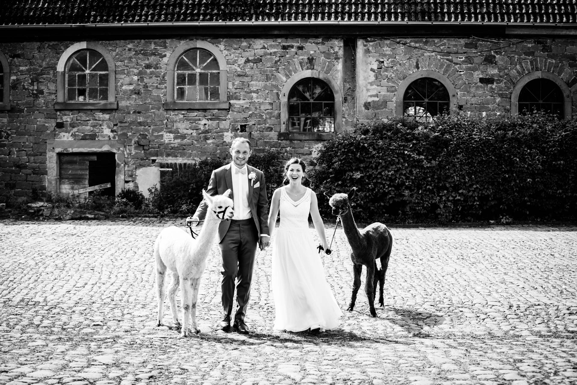 Hochzeitsfotos mit Alpakas und dem Brautpaar auf einem Hofgut in Hessen.
